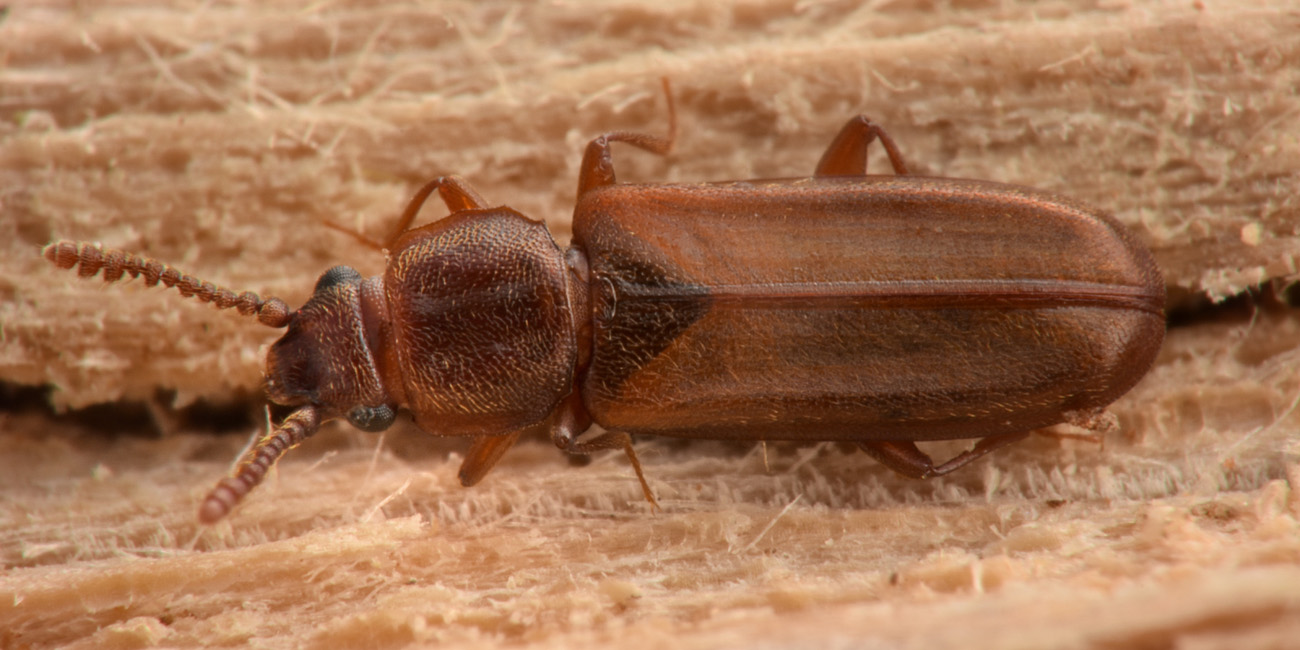 Cucujidae: Pediacus dermestoides